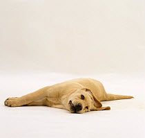 Yellow Labrador Retriever pup, 12 weeks old, lying on its side