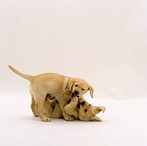 Two Yellow Labrador Retriever puppies playfighting, 9 weeks old