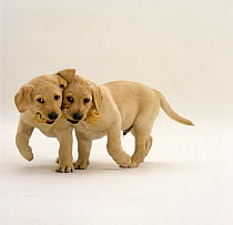 Two Yellow Labrador Retriever pups walking and carrying a rawhide chew, 7 weeks old