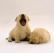 Two Yellow Labrador Retriever pups, 3 weeks old, one yawning and one sleeping