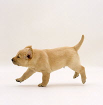 Yellow Labrador Retriever puppy running, 5 weeks old