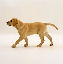 Yellow Labrador Retriever pup, 12 weeks old, walking