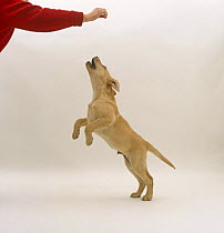 Yellow Labrador Retriever pup, 12 weeks old, jumping at hand which might be holding a treat.