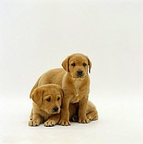 Two Yellow Labrador Retriever pups, 6 weeks old, one standing over the other.