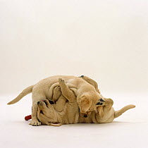 Two Yellow Labrador Retriever pups playfighting, 6 weeks old