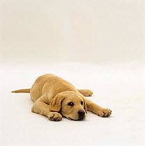 Yellow Labrador Retriever pup, 12 weeks old, lying with head down