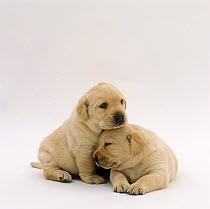 Two Yellow Labrador Retriever pups, 3 weeks old
