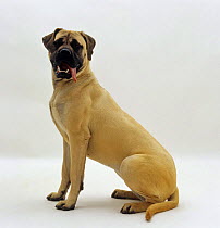 Mastiff bitch puppy, 10 months old, sitting with tongue hanging out of her mouth