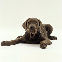 Blue Italian Mastiff dog pup, 12 weeks old, lying down with paws spread