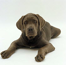 Blue Italian Mastiff dog pup, 12 weeks old, lying down with head up, paws spread