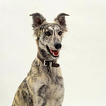 Rescue blue-brindled Lurcher from Celia Cross Greyhound Trust