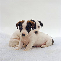 Two Jack Russell terrier pups sitting together.