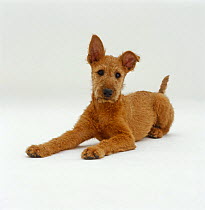 Irish Terrier pup, 12 weeks old