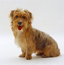 Yorkshire terrier x Jack Russell, 10 months old