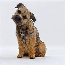 Border Terrier dog, sitting down with head tilted