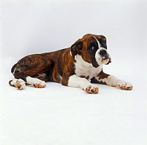 Mahogany brindle Boxer pup, 4 months old, lying down