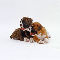 Red Boxer pup, 8 weeks old, with his brindle half brother, 7 weeks old, lying down and panting