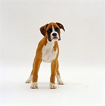 Boxer pup, 11 weeks old, standing portrait