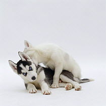 Two Siberian Husky pups, playing together, 7 weeks old
