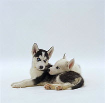 Two Siberian Husky pups, 7 weeks old, lying together