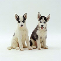 Two Siberian Husky pups, 7 weeks old, sitting together