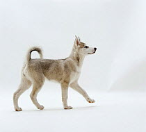 Siberian Husky pup walking, 9 weeks old