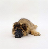 German Shepherd dog / Alsatian puppy, lying down with chin on floor, 12 weeks old