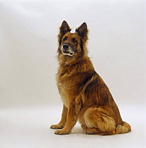 German Shepherd Dog / Alsatian sitting