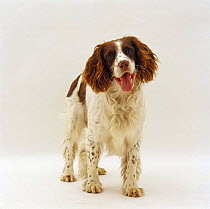 English Springer Spaniel dog, 8 years old, standing portrait