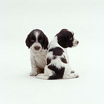 Two English Springer Spaniel Pups, 5 weeks old, one with back turned.