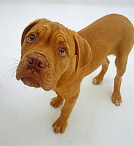 Dogue de Bordeaux (Canis familiaris) dog pup, 15 weeks old, standing and looking up