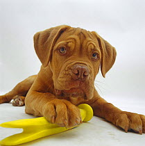 Dogue de Bordeaux dog pup, 15 weeks old, lying down with paw on toy.