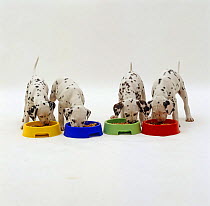 Four Dalmatian pups standing in a line and eating from multicolured bowls