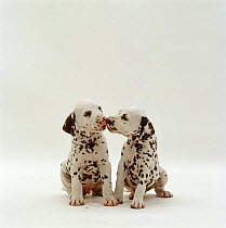 Two Dalmation pups, 7 weeks old, sitting together