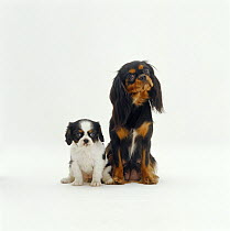 Black and tan Cavalier King Charles Spaniel sitting next to tricolour pup.
