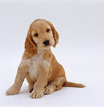 Golden Cocker Spaniel pup, 6 week old, sitting with head tilted