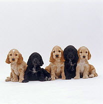 Five Black and Gold Cocker Spaniel pups, 6 weeks old, sitting in a line