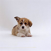 Pembrokeshire Welsh Corgi pup with one ear up, one ear down stage