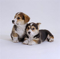 Two Pembrokeshire Welsh Corgi pups, 9 weeks old, ears starting to prick