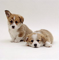 Two Pembrokeshire Welsh Corgi pups, 7 weeks old, one with ears starting to prick