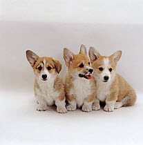 Three Pembrokeshire Welsh Corgi pups, 10 weeks old, one with one ear down, sitting in a line