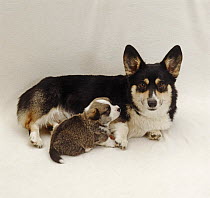 Pembrokeshire Welsh Corgi with her undocked pup, 3 weeks old