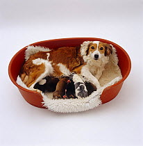 Sable Border Collie bitch, suckling her newborn pups on clean bedding in a dog bed
