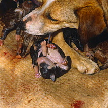 Birth sequence: mother cutting puppies umbilical cord