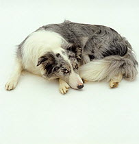 Blue merle Border Collie bitch, 4 years old, curled up, looking anxious. From Border Collie and Sheep dog rescue