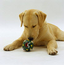 Labrador x Golden Retriever sniffing squeaky Christmas ball