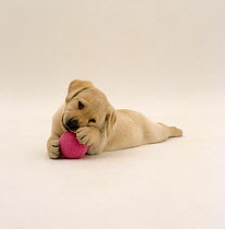 Yellow Labrador Retriever pup chewing a pink ball, 6 weeks old