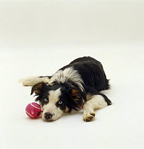 Blue eyed tricolour Border Collie, 6 months old, with ball and rope toy