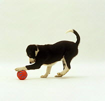 Border Collie pup, 10 weeks old, playing with a ball
