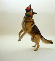 German Shepherd dog / Alsatian catching a ball
